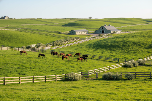 Horses grazing together in an open pasture